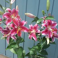 Debra Sherman Photo 21