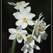Lisa Webster Photo 39