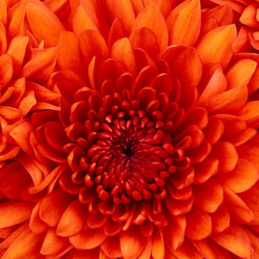 Janice Burke Photo 30