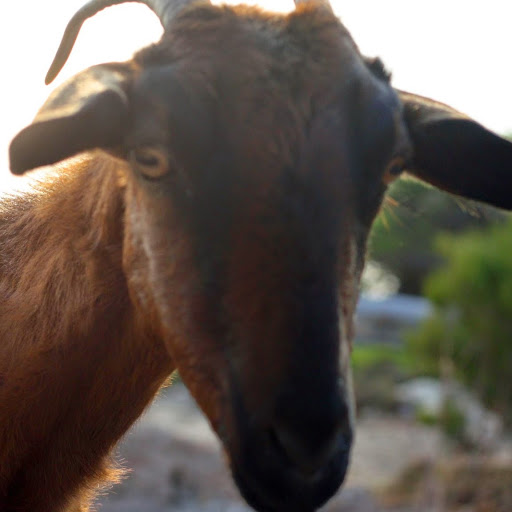 Thomas Deangelo Photo 25