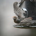 Michelle Finch Photo 39