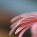 Sarah Colvin Photo 15