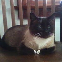 Yvette Roberts Photo 16