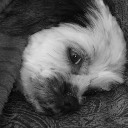 Susan Donohue Photo 38