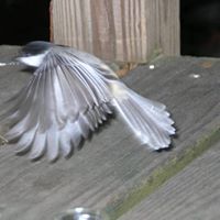Paul Puleo Photo 22