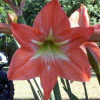 Nancy Iverson Photo 22