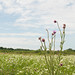 Elizabeth Varga Photo 37