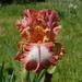 Sue Beard Photo 28