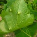 Susan Gall Photo 12