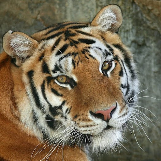 Lisa Connors Photo 32