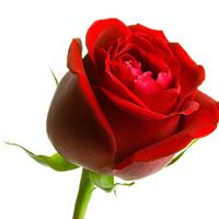 Nancy Cameron Photo 19