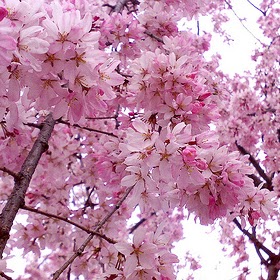 Cherry May Photo 15