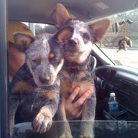 Franklin Willis Photo 9 Franklin Willis Photo 9