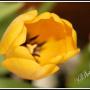 Virginia Scott Photo 36