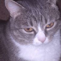 Ronald Worthington Photo 4