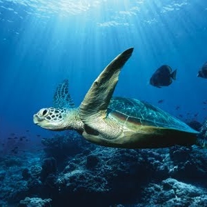 Laura Hoffman Photo 30