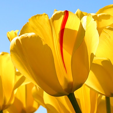 Sherry Spencer Photo 36