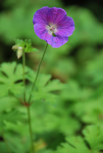 Thierno Diallo Photo 37