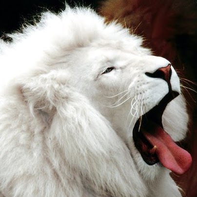 Ron Travis Photo 38 Ron Travis Photo 38