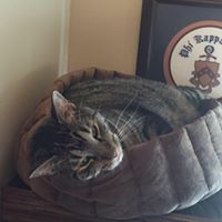 Daniel Armstrong Photo 15