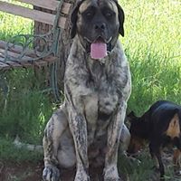 Stephen Ritchey Photo 14