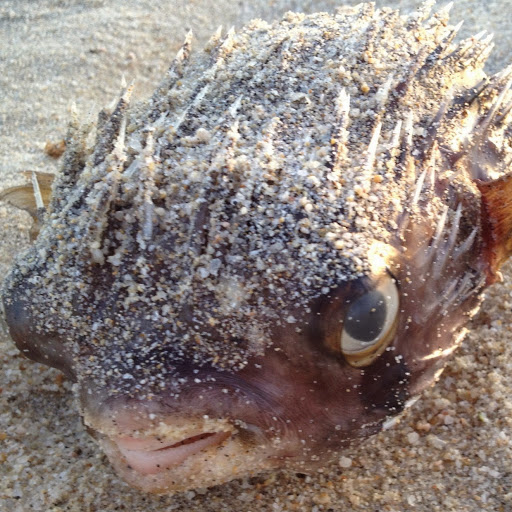 Mark Cook Photo 15 Mark Cook Photo 15