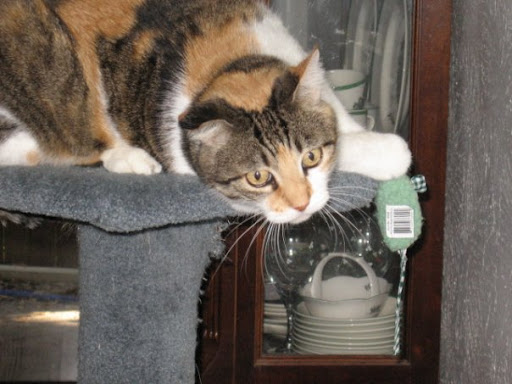 Carla Norris Photo 4