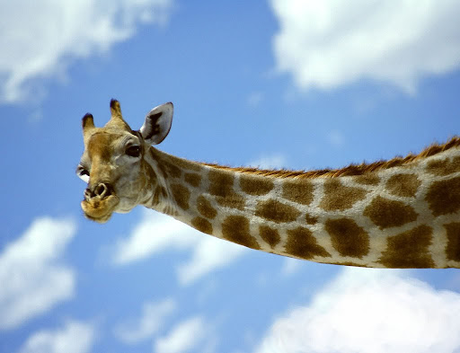 Rachel Merrill Photo 11