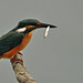 Carlos Alcedo Photo 13