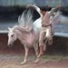 Susan Ragan Photo 18
