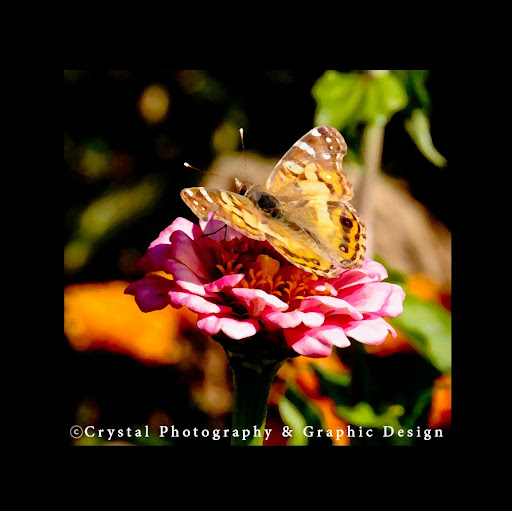 Crystal Perkins Photo 35 Crystal Perkins Photo 35