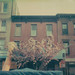Cherry Greene Photo 3