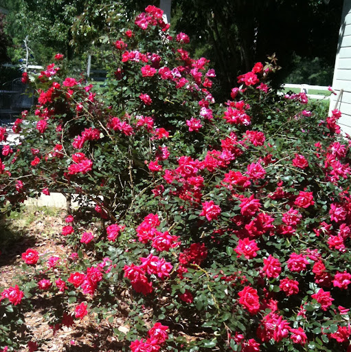 Patricia Walters Photo 15