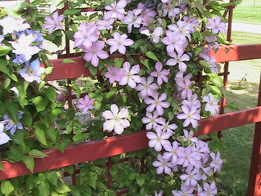 Dolores Johnson Photo 13