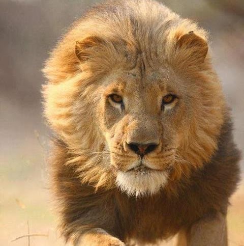 Muhammad Masoom Photo 9