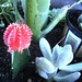 Cynthia Purdy Photo 25