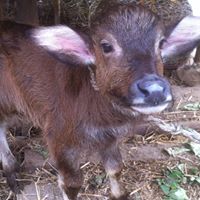 Raj Shrestha Photo 25