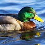 Susan Drake Photo 11 Susan Drake Photo 11