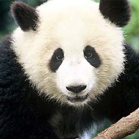 Andrew Feng Photo 15