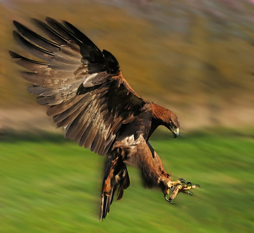 William Howe Photo 34