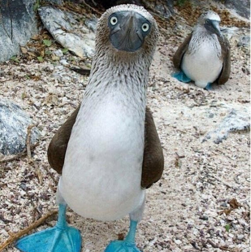 Larry Novak Photo 15 Larry Novak Photo 15