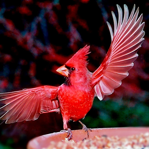 Mark Chance Photo 18