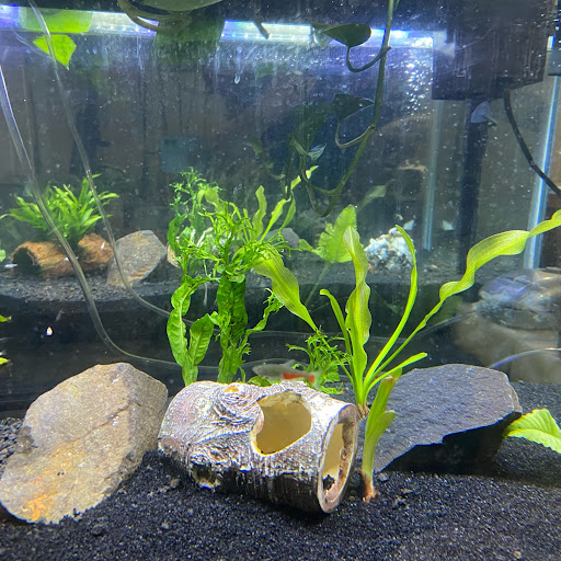 Silvia Estrada Photo 19