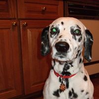 Cheryl Whitmore Photo 12