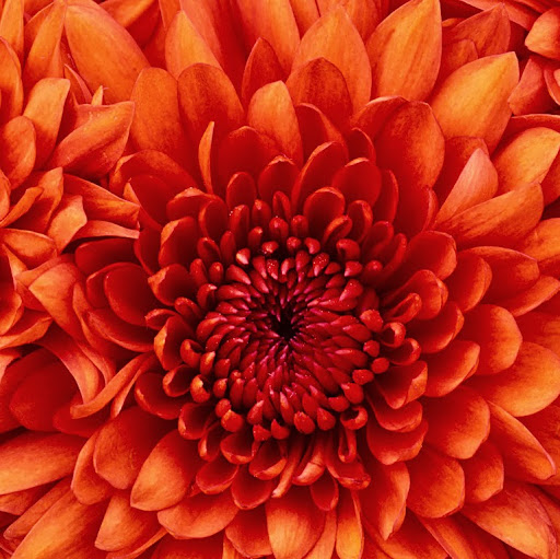 Veronica Elizondo Photo 5