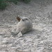 Sandy Seals Photo 23