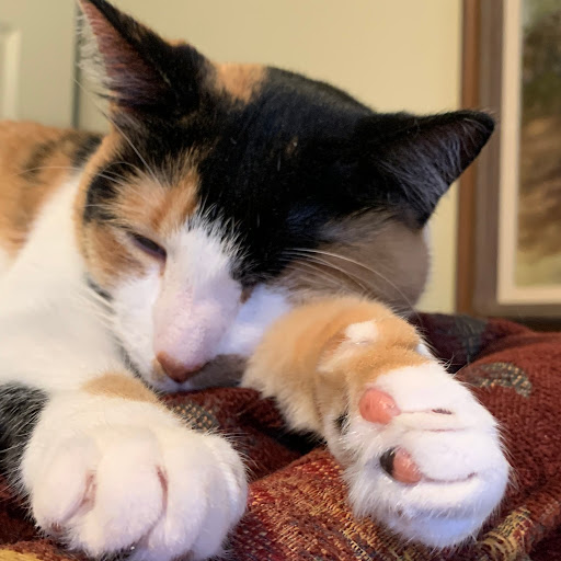 Debbie Lindstrom Photo 25