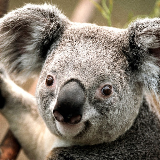 Amber Laughlin Photo 5