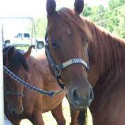 Cindy Sterling Photo 12