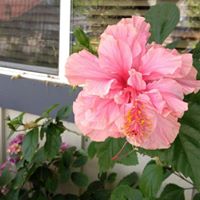 Phyllis Latham Photo 9